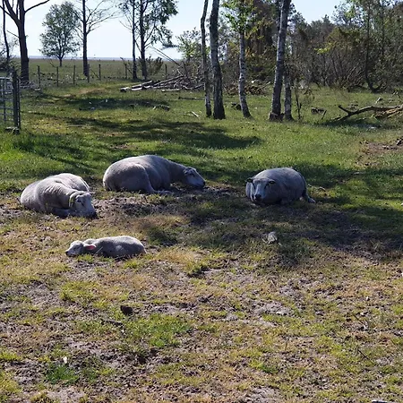 Tatil Evi 4 Person In Hadsund-by Traum *